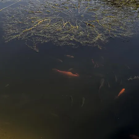 Szálloda Thermal Gara Gyogy- Es Wellness Szalloda Füzesgyarmat